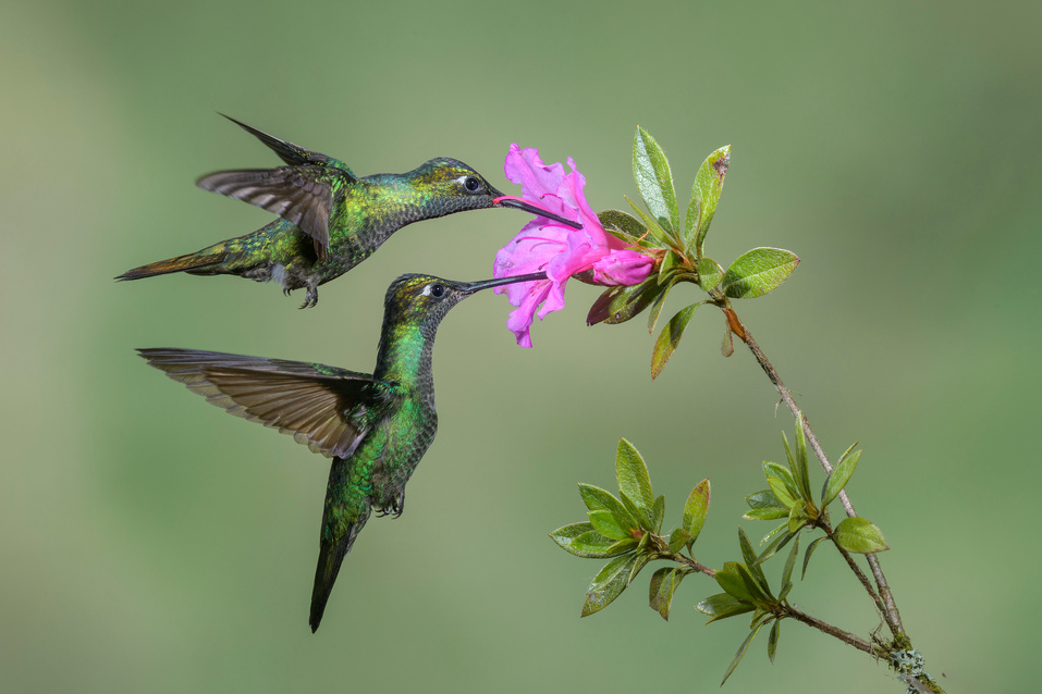 Hummingbirds